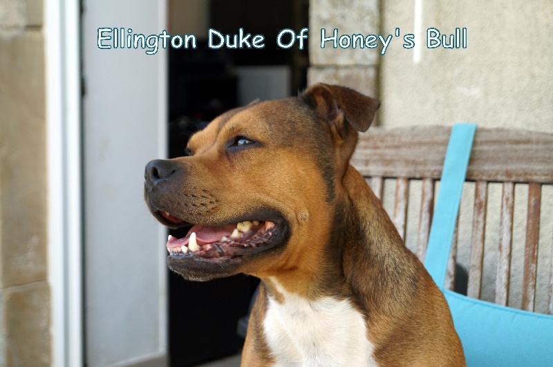 Ellington duke Of Honey's Bulls