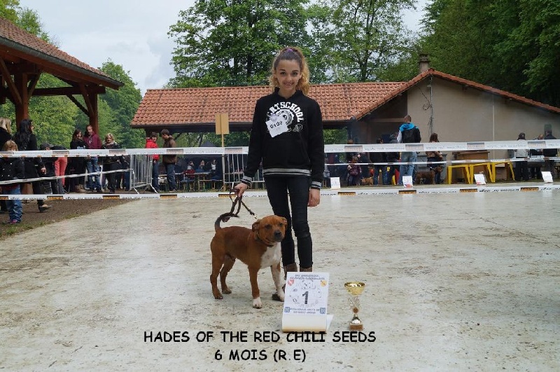 Hadès Of The Red Chili Seeds