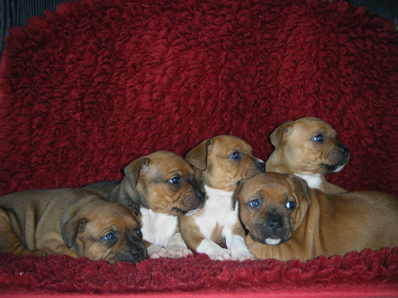 Of The Red Chili Seeds - Staffordshire Bull Terrier - Portée née le 10/11/2012