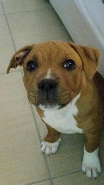 Milo Of The Red Chili Seeds